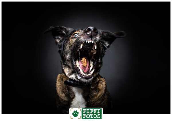 Hund schnappt Leckerli - Fotoshooting Beckum - Hundefotograf