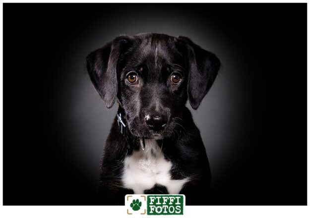 359A6585 Hundefotograf NRW - Labrador-Appenzeller Welpenfotograf