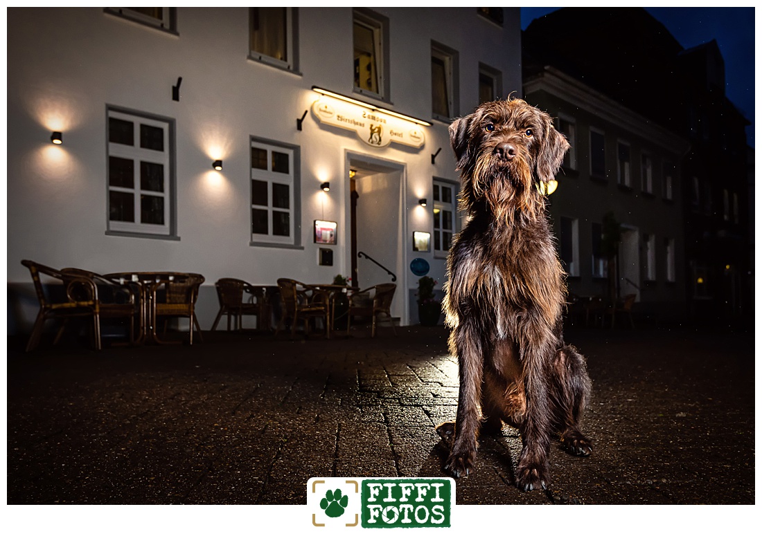 Hundefotograf NRW - Hund nachts fotografiert