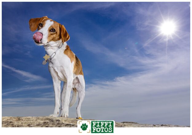 Fiffifotos-142331-200507-01 Hundefotograf - NRW - Fiffifotos