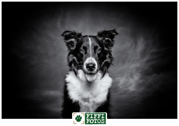 Fiffifotos-142334-200507-02-sw-1 Hundefotograf - NRW - Fiffifotos - Hundefotos - Schwarz-Weiss