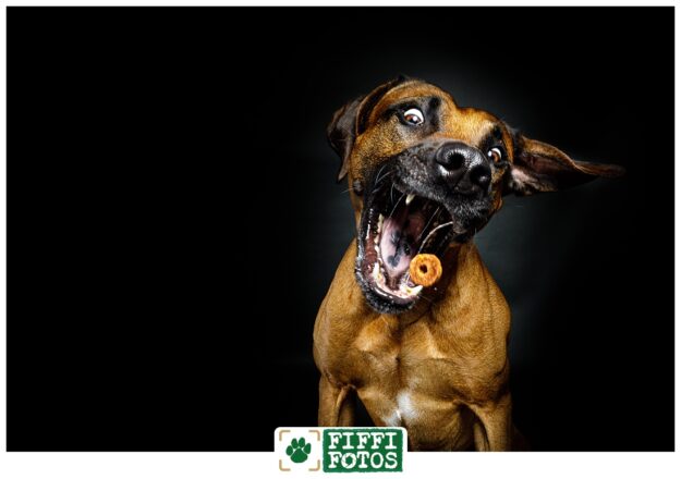 Hund schnappt Leckerli - Fotoshooting Beckum - Hundefotograf