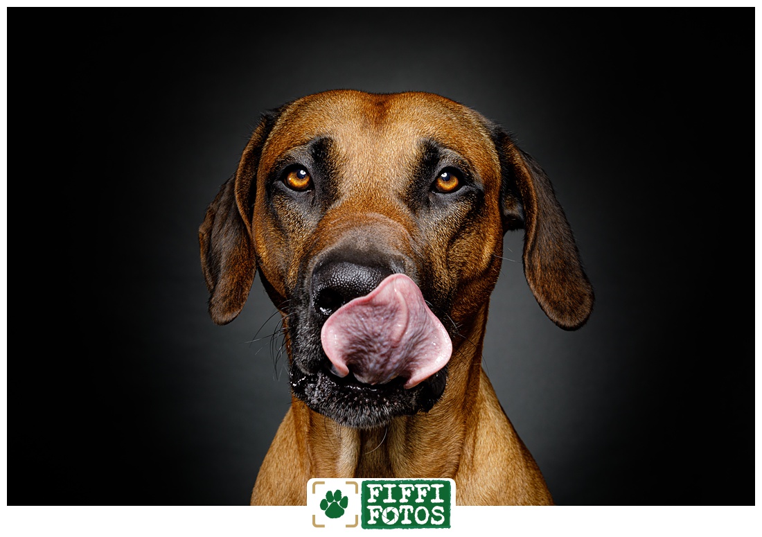 Hundefotograf - Hundeportrait mit Zunge