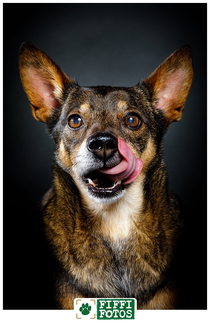 Hundefotograf - Hundeportrait