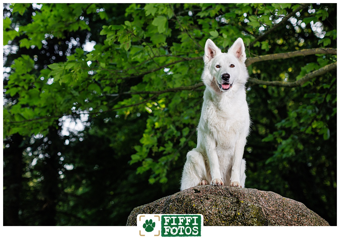 Weißer Schäferhund auf einem großen Stein