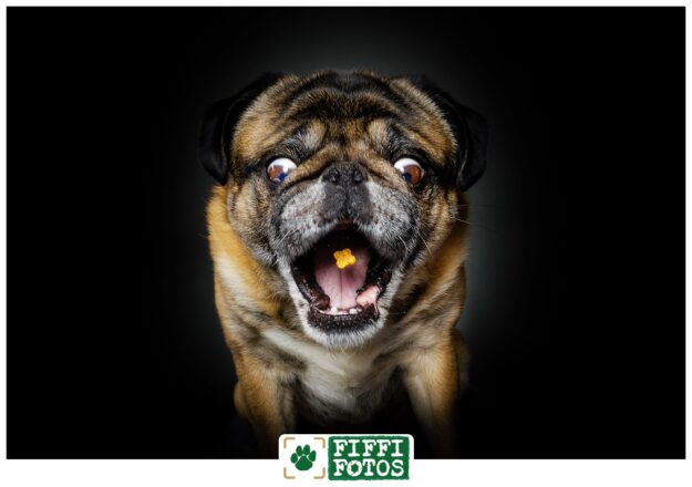 Dog tries to snag the reward - Fiffifotos