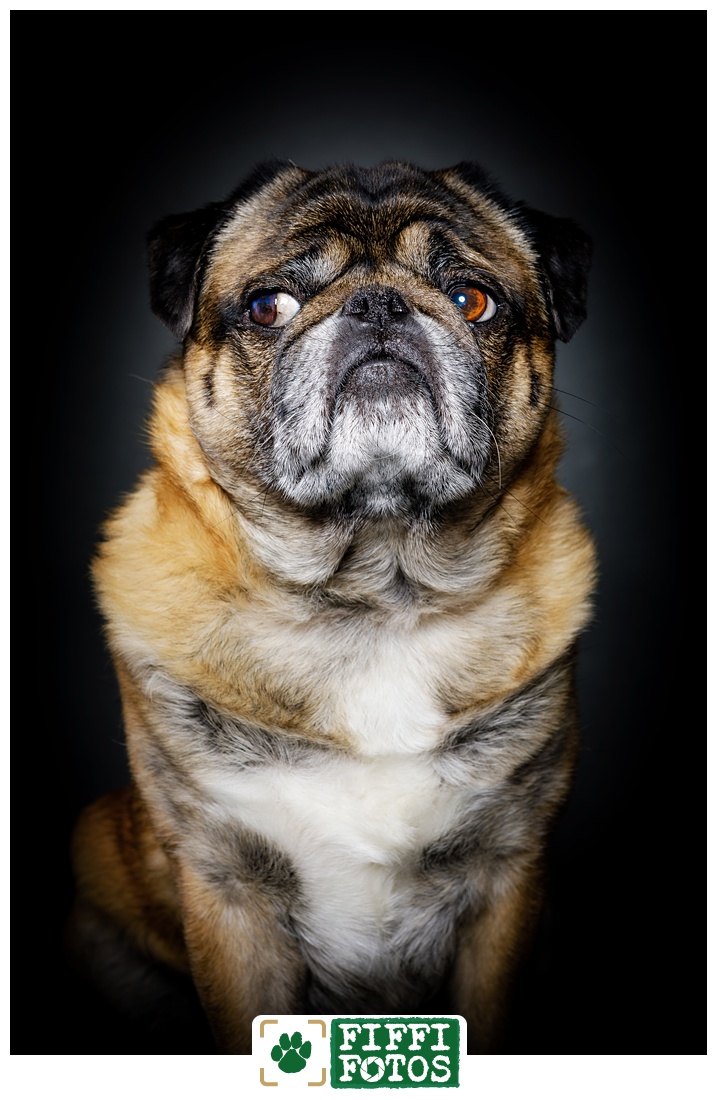 Hundeportrait - schwarzer Hintergrund - Leckerli-Shooting - Mops