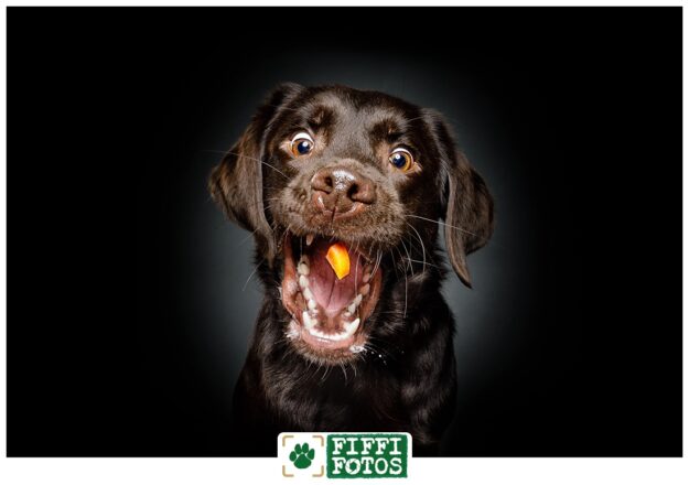 Leckerli-Schnappfotos - Hund fängt Möhre - Labrador - lustig