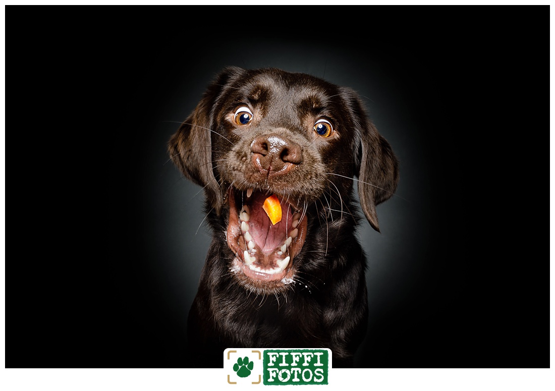 Leckerli-Schnappfotos - Hund fängt Möhre - Labrador - lustig