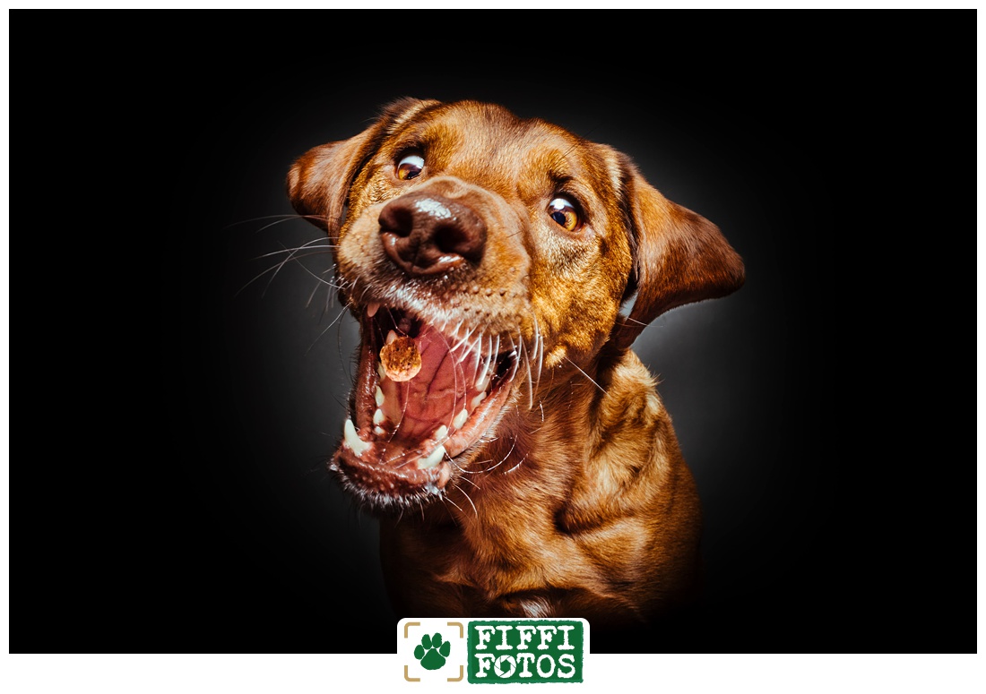 Hund schnappt Leckerli - Fotoshooting Beckum - Hundefotograf