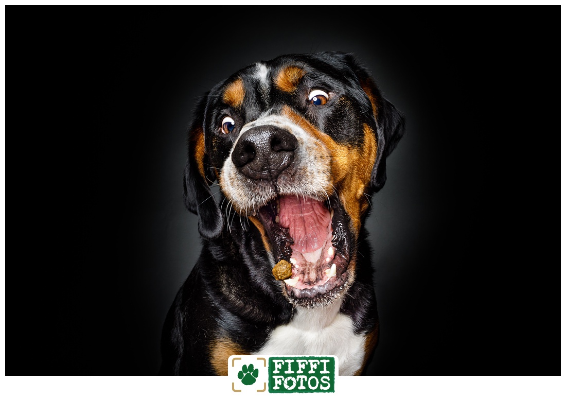Hund schnappt Leckerli (bearbeitet)- Fotoshooting Beckum - Hundefotograf