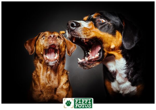 Leckerli-Schnappfotos mit zwei Hunden