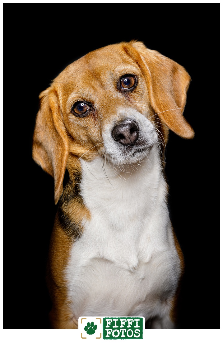 Hundefotograf NRW - Fiffifotos - Portrait