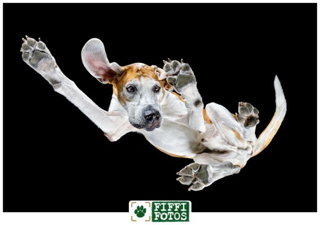 Fiffifotos-210209-17 Hundefotograf Oelde Tiere von unten