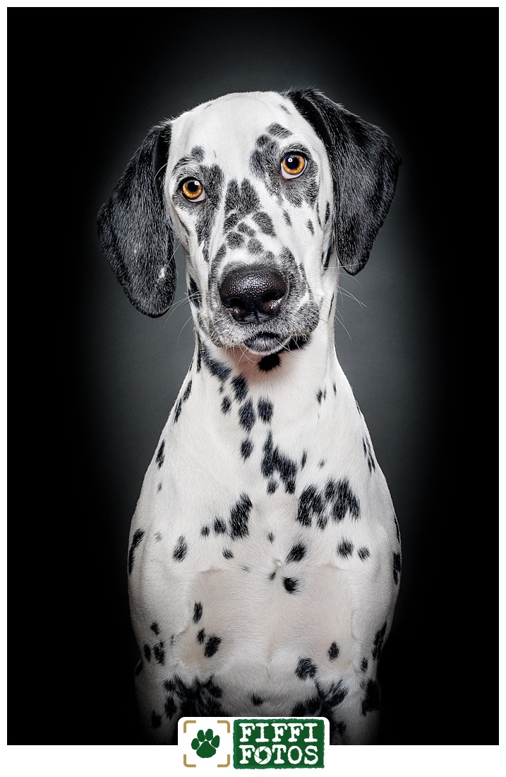 Labrador Hundefotograf NRW