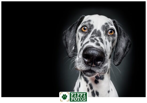 Fiffifotos-210311-05 Hundeportrait Labrador weiblich