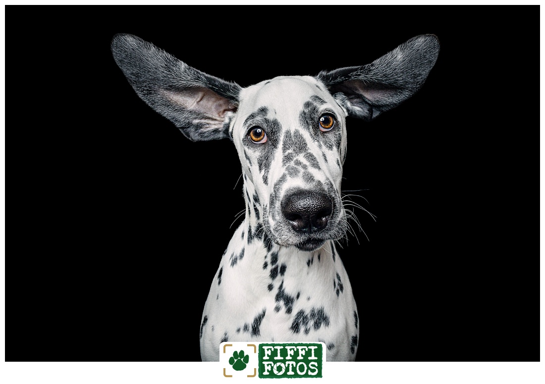 Hundefotograf NRW - Dalmatiner