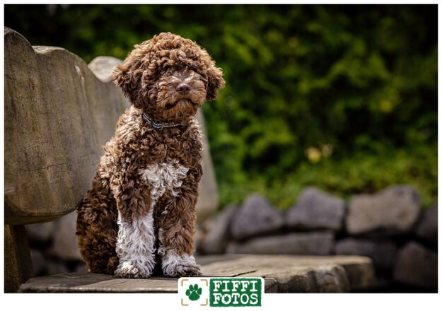 Fiffifotos-Dante-01 Hundefotograf Münsterland - Fiffifotos - Hundefoto