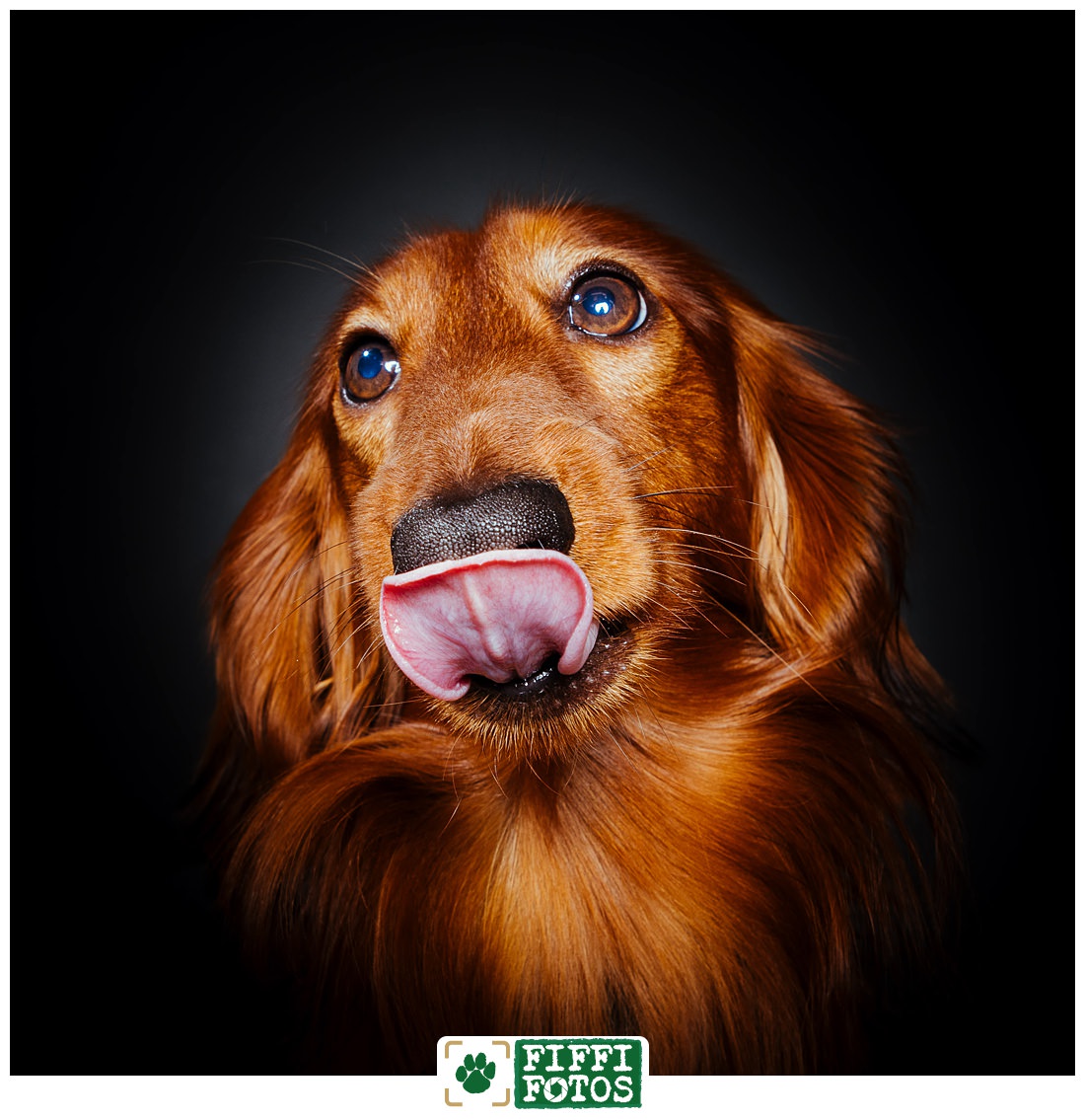 Hundefotograf NRW - Dackel streckt Zunge raus