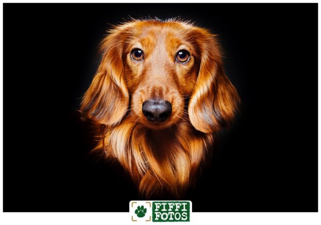 Hundefotograf NRW - Dackel