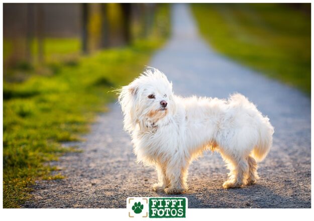 Hund auf Weg mit untergehender Sonne