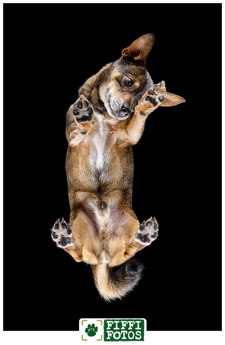 Hund auf Glas fotografiert - Fiffifotos