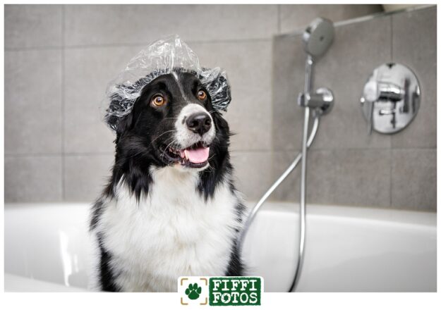 Fiffifotos-210228-15-1 Hundefoto - Hund in Badewanne - Leckerli-Fun-Shooting