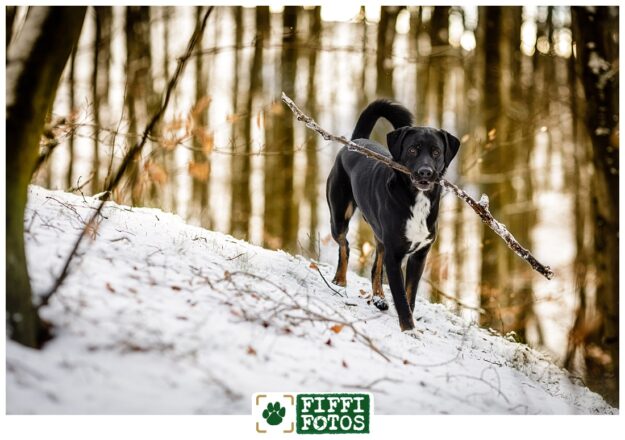 Fiffifotos-Labrador-Appenzeller-26 Fiffifotos - Labrador-Appenzeller-Mischling im Schnee