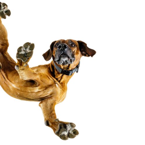 fiffifotos-tiere-von-unten Tiere von unten - Rhodesian Ridgeback