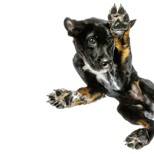 tiere-von-unten-labrador Tiere von unten - Labrador Appenzeller Mischling