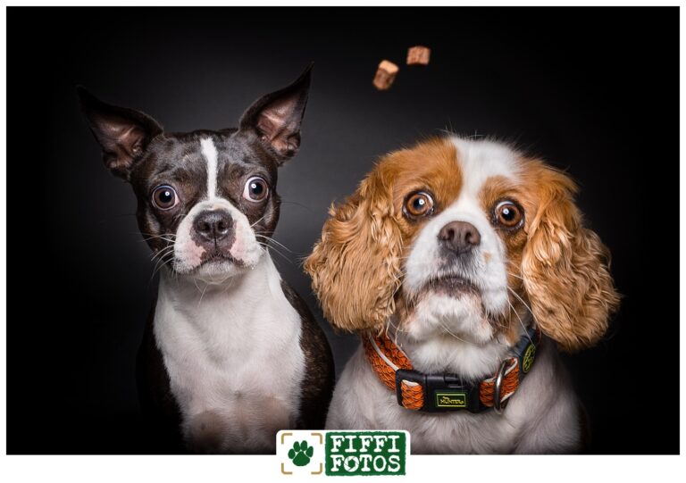 Fiffifotos-Amy-Luna-Boston-Terrier-Cavalier-Dogstyler Store Soest