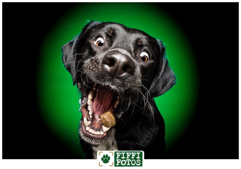 Leckerli-Schnappfoto mit farbigen Hintergrund